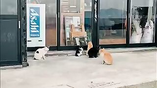 A gathering place for cats and humans