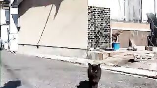 The black cat I met on the island's streets was so cute!