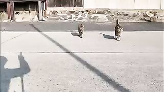 When I sat down on the breakwater, a cat came running up to me.