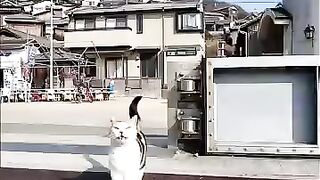 The moment I landed on the island, a calico cat greeted me.