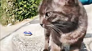 The island cats that sit next to you when you sit down are just too cute