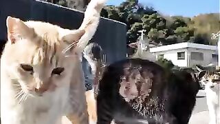 The island cats climb onto the breakwater to be petted, they're just too cute!