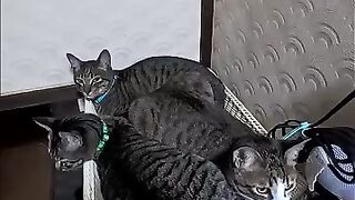 All the cats at the inn seem to love yukata (Japanese summer kimono).