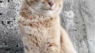 The tabby cat on the breakwater is so cute!