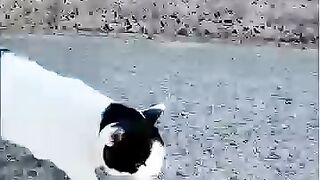 A cat blocking my path