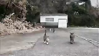 A kitten came running over!