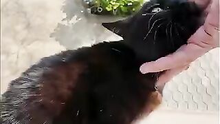 A black cat jumps onto my shoulder.