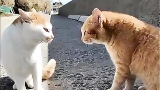 A cat that fights with everyone