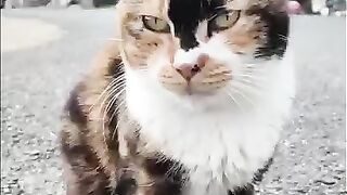 A calico cat I saw on the street of Cat Island