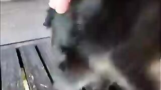 The cats on Cat Island are so cute!