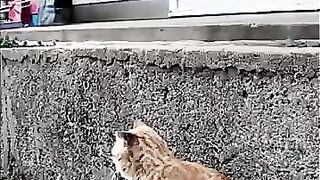 The tabby cat I met on Cat Island is so cute!