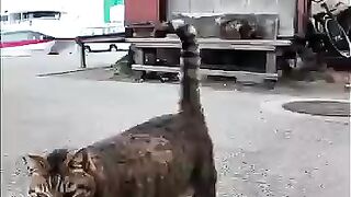 The cat came running over.