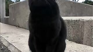 The black cat on the breakwater is so cute.