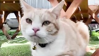 The cat sitting outside the sushi restaurant on Cat Island was just too cute.