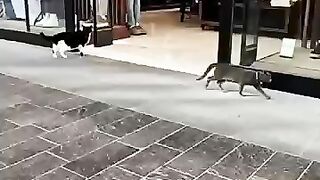 Our cat security guards are on patrol! Not a single insect will escape!