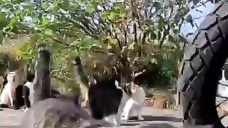 If you join the cats' morning meeting held at the edge of the island's square, you will receive a lovely welcome.