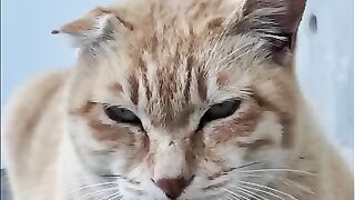 A tabby cat at the fishing port