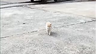 The cat came running over!