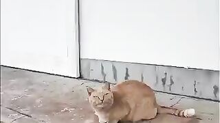 The tabby cat is saying something.