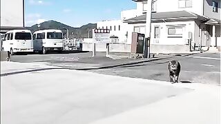 A cat from the fishing port town came running over!
