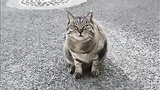 A cat I saw on the roadside