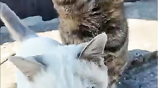 A tabby cat with a big face and a white cat with a small face