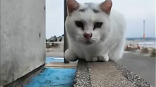 A cat with a lambda pattern on its head