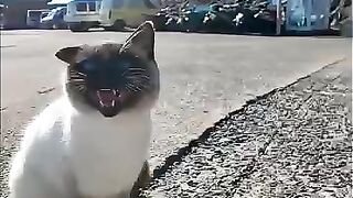 The cat with the "raccoon face" I met at the harbor was just too cute