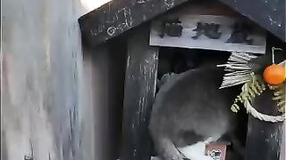 A cat came out of the cat Jizo statue.