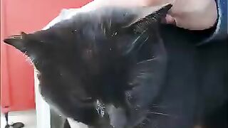 A black cat at a vending machine by the sea