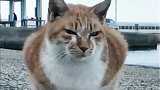 Cats at the fishing port