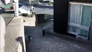 Sitting on the upper level of the slope on Cat Island, I was quickly surrounded by cats.