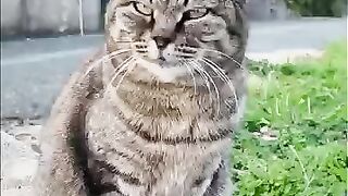 A cat I saw by the side of the road