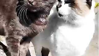 The marble cat and the cat that looks like a raccoon are good friends.