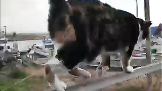 Calico cat, why are you walking there?!