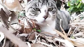 A cat was sleeping in the grass by the side of the road.