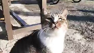 woof woof cat
