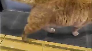 A cat in the island's ferry waiting room