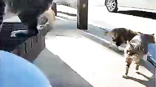 The cats at the ferry terminal to Cat Island, the smallest black cat is always cutting in line.