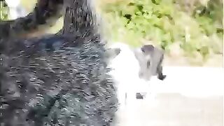 A mother cat and her kitten walking side by side