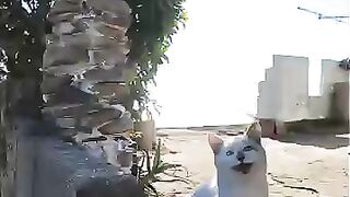 The white cat that came out of the island cafe was just too cute