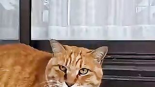 The cat at the shrine on Cat Island purred when I petted it, it was so cute.