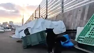 The bearded cat with a split face