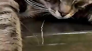 A cat sleeping soundly in a flowerbed at a shopping mall