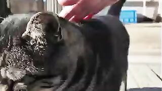 The cat I met in an alley in a fishing port town was so cute!