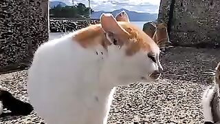 A cat meeting on the beach... A young cat is yelled at by a power-abusing senior cat, desperately trying to...
