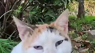 A cat sleeping in the park woke up when it sensed someone's presence and started to move on its own.