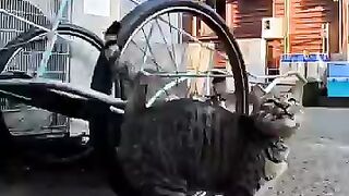 A tabby cat, in a good mood, came over to cuddle, but the moment it turned the corner, it met a rival cat.