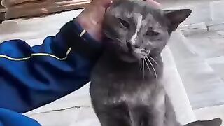 I met a cat at the mosque; it was friendly and cute.