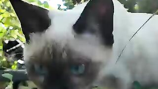 The kitten approaches cautiously.